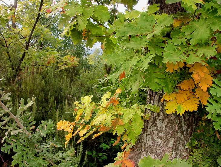 Colori della natura